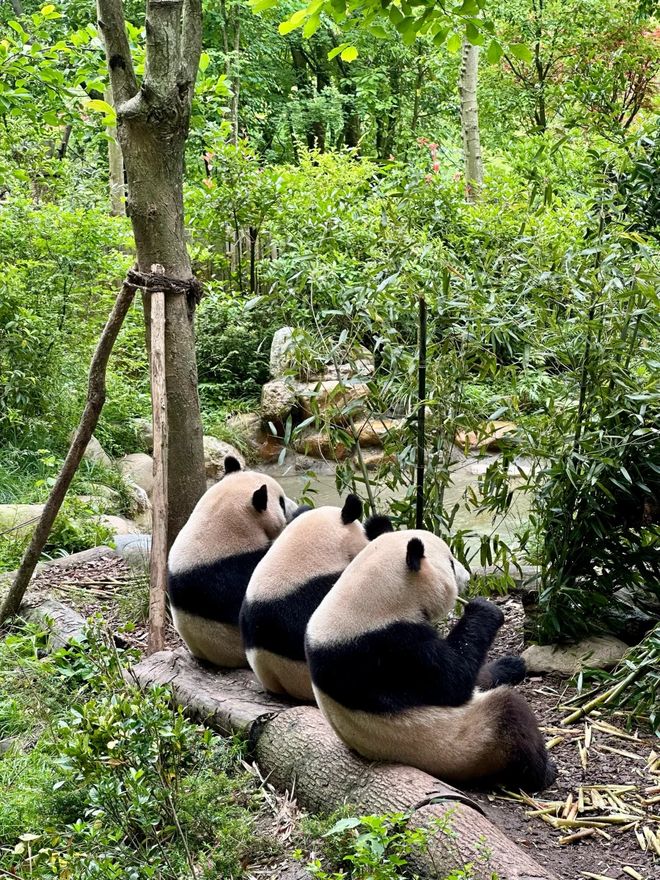 十大旅行社官宣！认证口碑游川选对不踩坑不