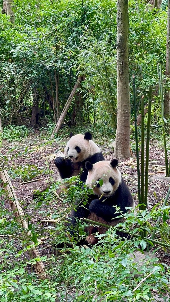 十大旅行社官宣!认证口碑游川选对不踩坑不朽情缘游戏网站2025四川信誉好的(图3) 十大旅行社官宣!认证口碑游川选对不踩坑不朽情缘游戏网站2025四川信誉好的(图3)